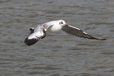 Seagull flying over a water