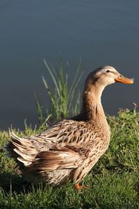 Close-up of bird on field