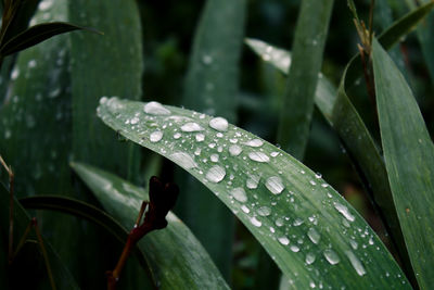 Close-up of raindrops on leaves