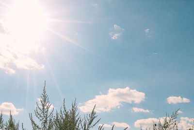 Low angle view of trees against sky