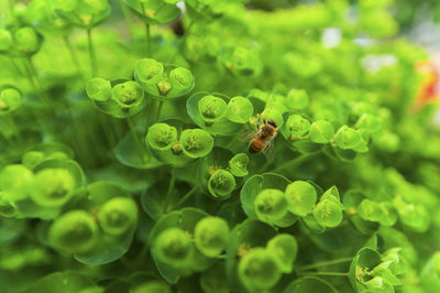 Close-up of insect on leaf