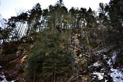 Pine trees in forest against sky