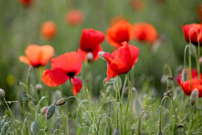 Close-up of red poppy flowers in field