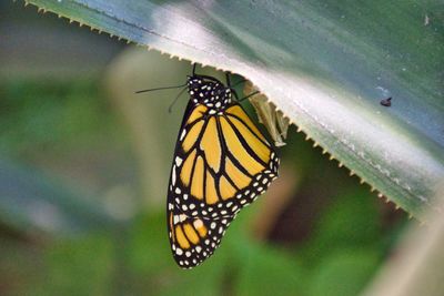 Butterfly on flower