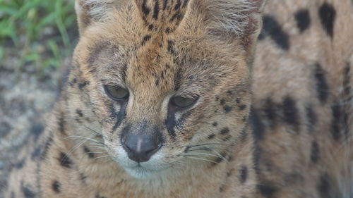 Close-up of a cat