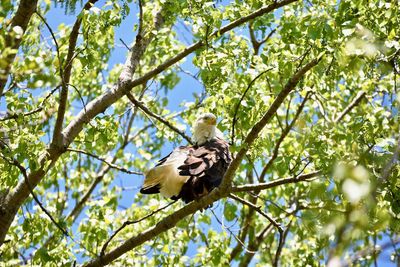 Low angle view of eagle perching on tree