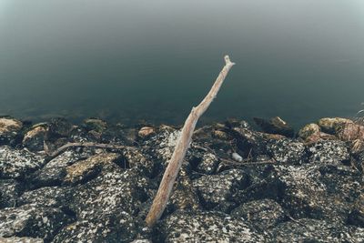 Close-up of rock in sea