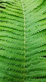 Full frame shot of green wall