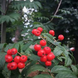 Close-up of cherries growing on tree