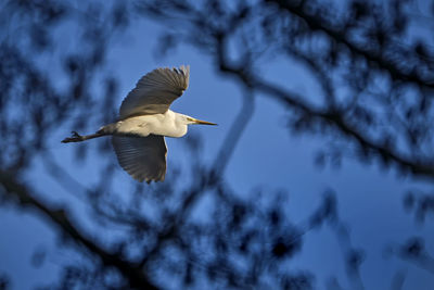 Low angle view of bird flying