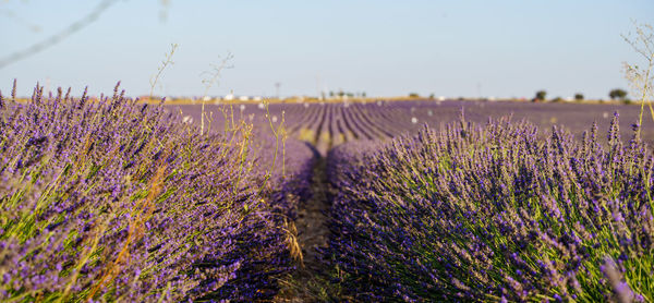 Purple flowering plants on field against sky