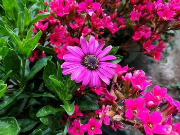 Close-up of pink flowers blooming outdoors