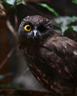 Close-up portrait of owl