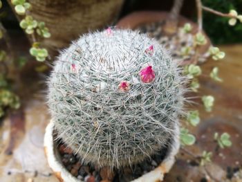 Close-up of succulent plant on field