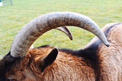 Close-up of lizard on field