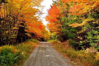 Road amidst trees in forest during autumn