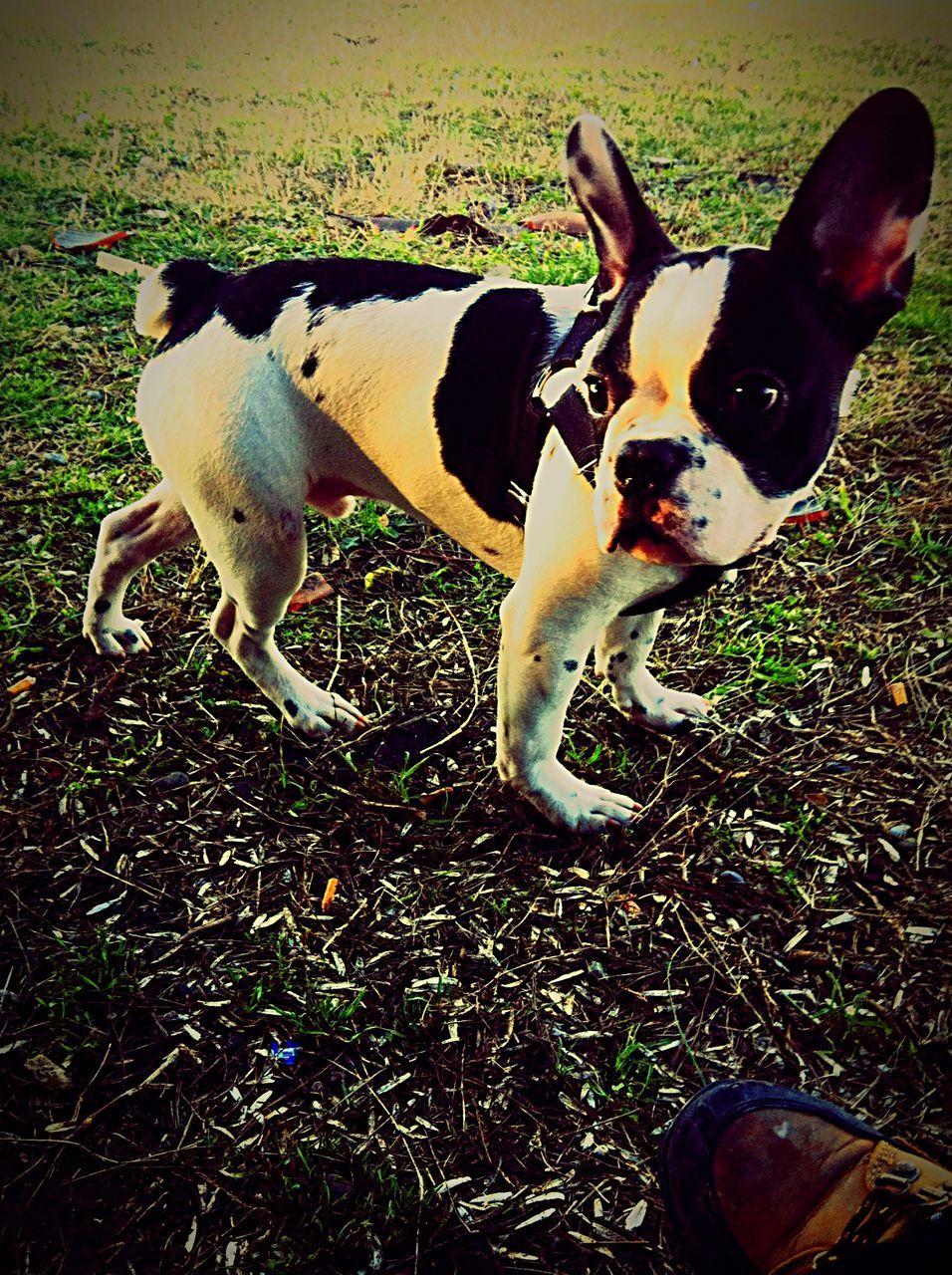 animal themes, domestic animals, mammal, grass, pets, field, dog, one animal, two animals, grassy, standing, livestock, high angle view, young animal, sunlight, pet collar, zoology, nature, outdoors, day