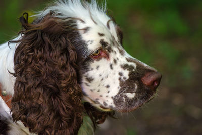 Close-up of a dog looking away