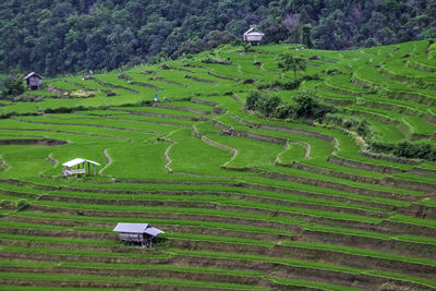 High angle view of agricultural field