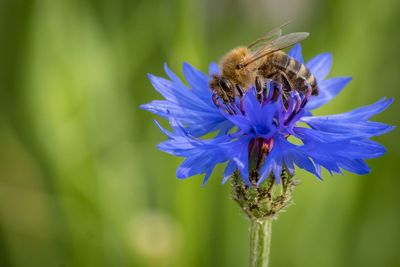 Close-up of bee pollinating on purple flower