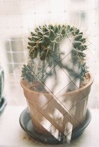 High angle view of cactus plant on window sill