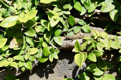 High angle view of green leaves