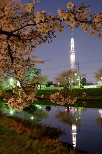 View of tree at night