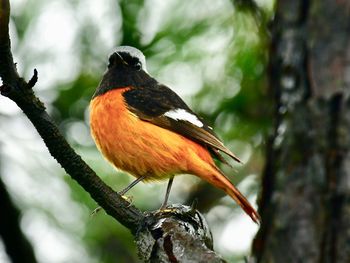 Close-up of bird perching on branch