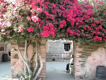 View of pink flowers