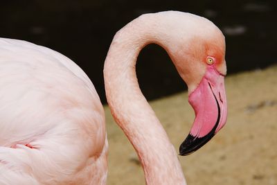 Zoo hanover germany flamingo