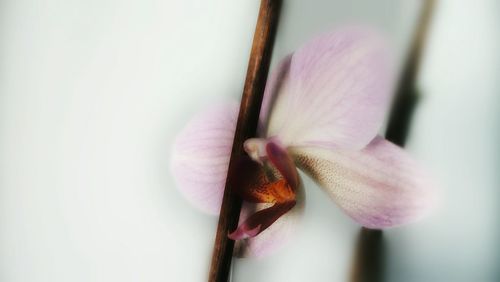 Close-up of pink flower