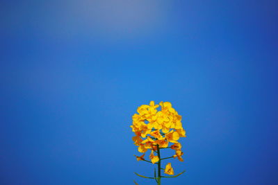 Low angle view of yellow flowering plant against blue sky