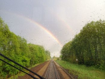 Road passing through a forest