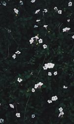 High angle view of white flowers blooming outdoors