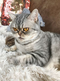 Close-up portrait of a cat