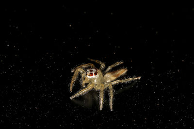 Close-up of spider on web against black background