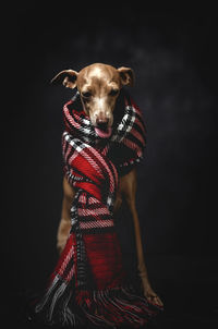 Portrait of dog against black background