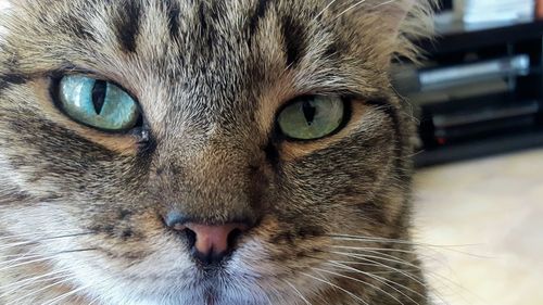 Close-up portrait of a cat