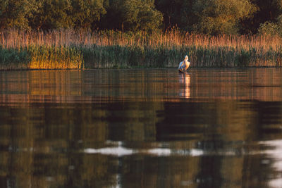 Pelican on a lake