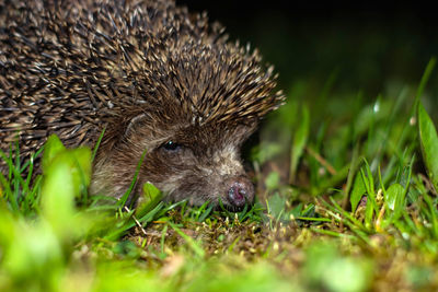 Close-up of an animal on grass