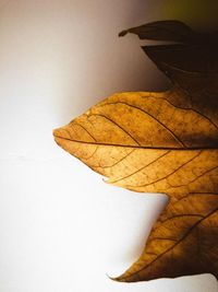 Close-up of leaf