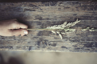 High angle view of person holding crop in hand