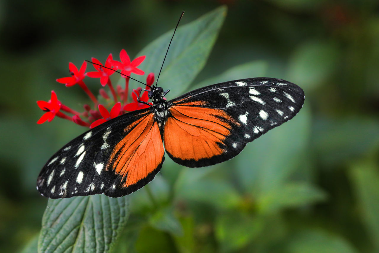 Tiger long-wing butterfly