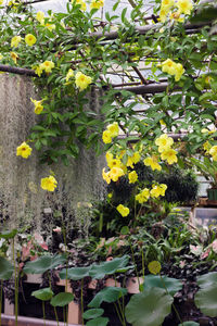 Close-up of yellow flowering plants in park