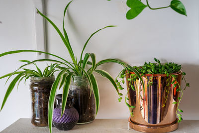 String of pearls in the pot and spider plants on the plant shelves, indoor plants