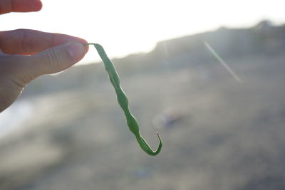 Close-up of hand holding plant