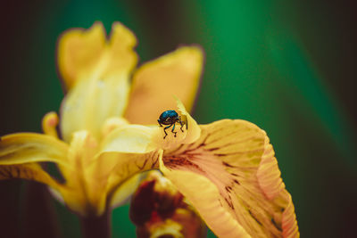 Close-up of insect on yellow flower
