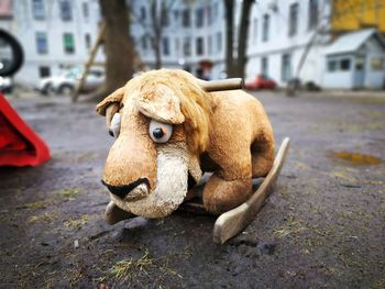 Close-up of a dog on road