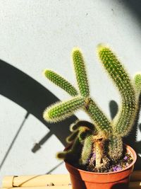 High angle view of potted cactus plant