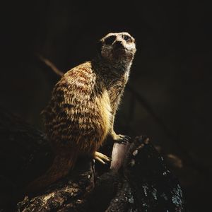 Close-up of a lizard on rock